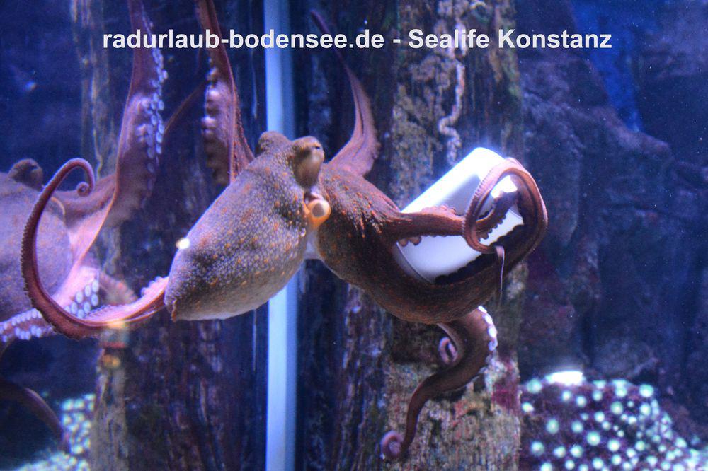 Sykkelferie på Bodensjøen - SeaLife Centre i Konstanz